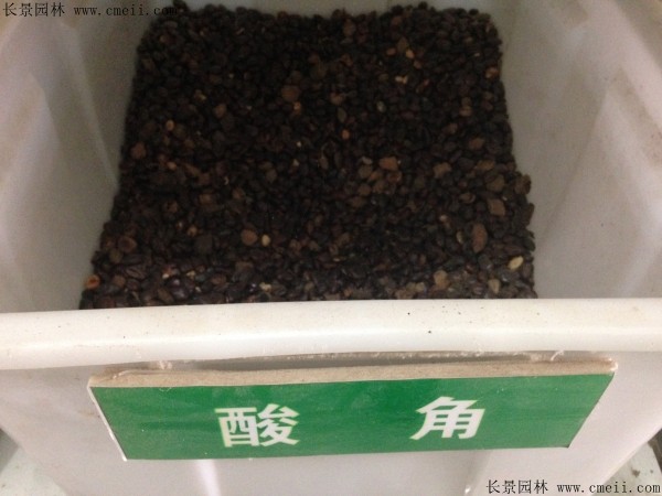 酸角种子什么时候播种最好？