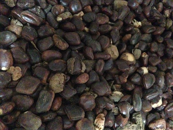 酸角种子什么时候播种最好？
