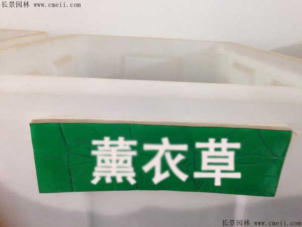 薰衣草种子几月播种最好？