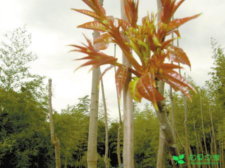 农村种植香椿，技术员讲的管理这5种春芽繁殖方法很实用！