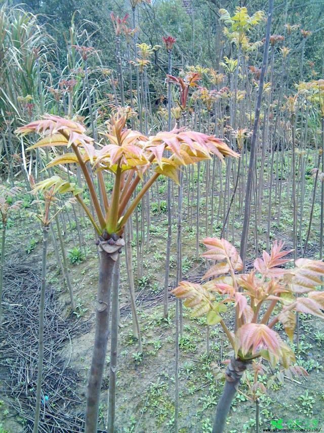 农村种植香椿，技术员讲的管理这5种春芽繁殖方法很实用！