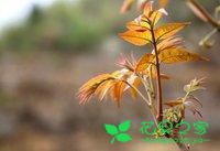 农村种植香椿，技术员讲的管理这5种春芽繁殖方法很实用！