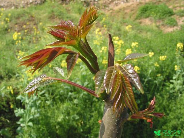 农村种植香椿，技术员讲的管理这5种春芽繁殖方法很实用！