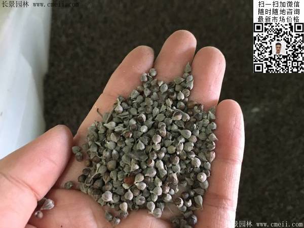荆条种子几月播种最好？