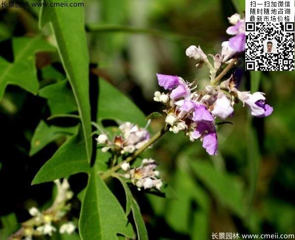 荆条种子几月播种最好？