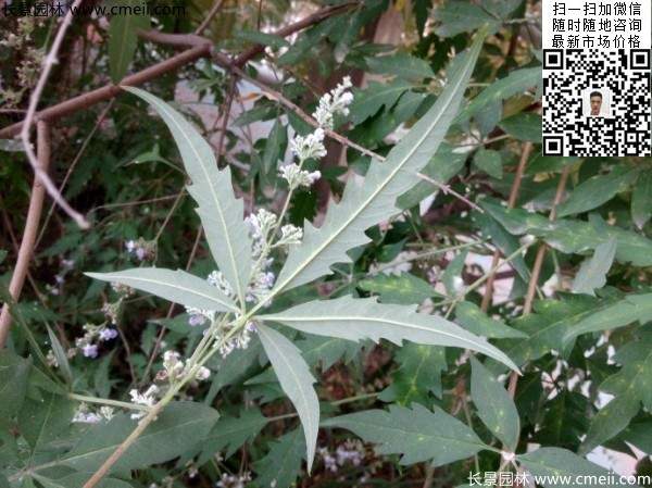 荆条种子几月播种最好？