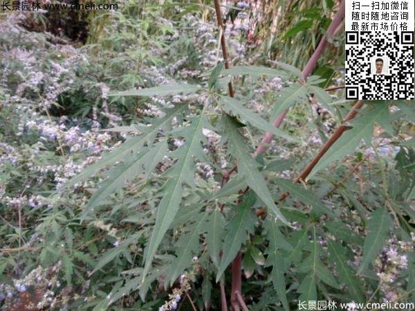 荆条种子几月播种最好？