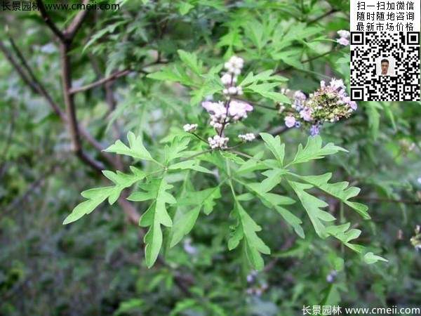 荆条种子几月播种最好？