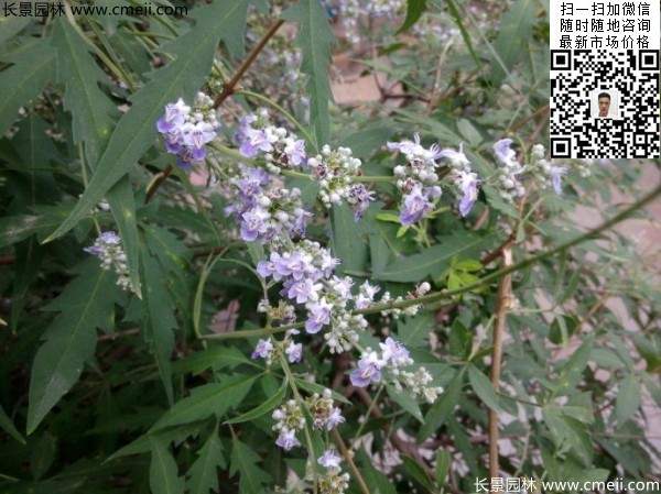 荆条种子几月播种最好？