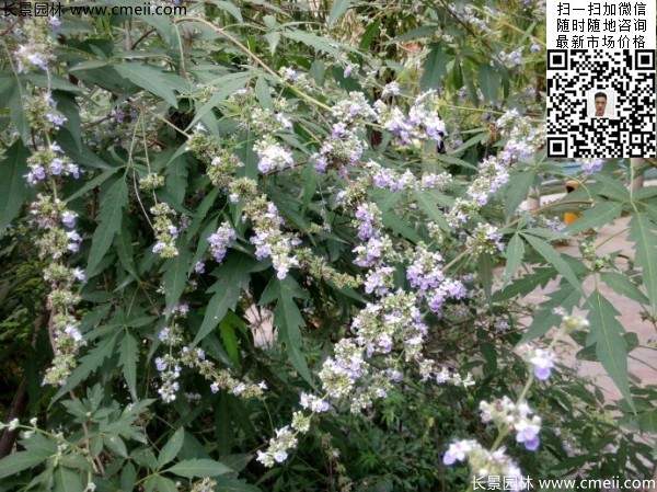 荆条种子几月播种最好？