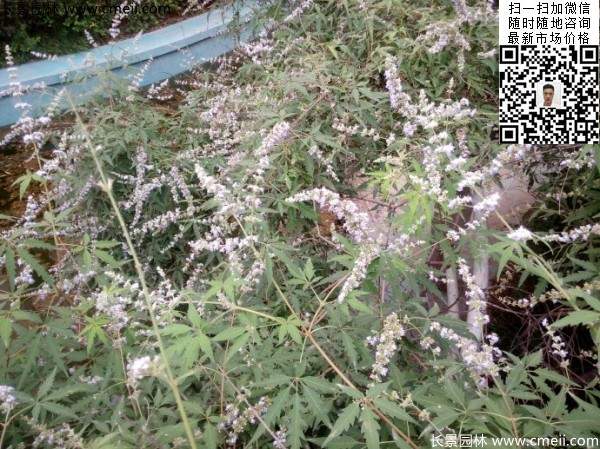 荆条种子几月播种最好？