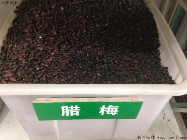腊梅种子几月播种最好？
