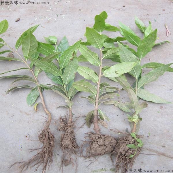 腊梅种子几月播种最好？