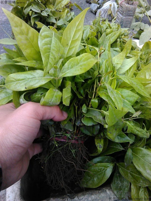腊梅种子几月播种最好？