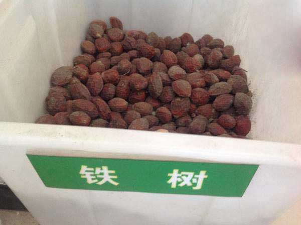 铁树种子什么时候播种最好？