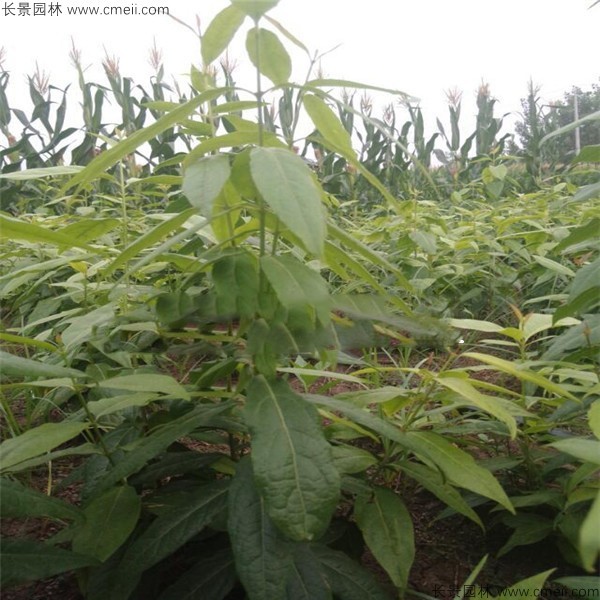 腊梅种子几月播种最好？