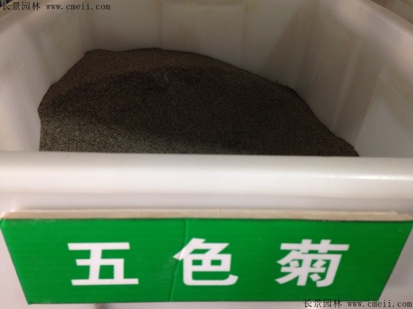 五色菊种子几月播种最好？