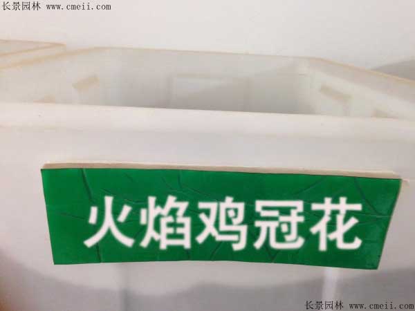火焰鸡冠花种子什么时候播种最好？