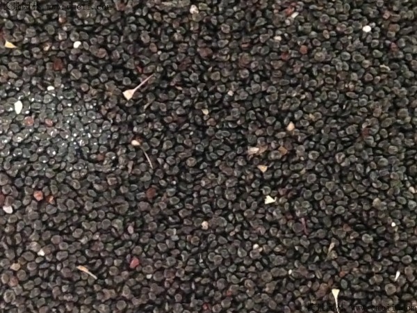 火焰鸡冠花种子什么时候播种最好？