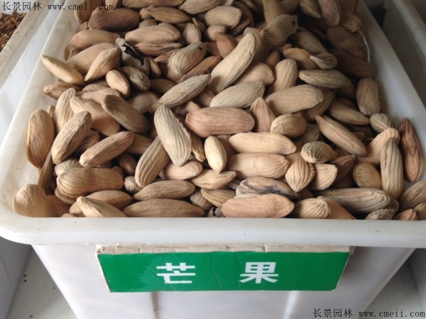 芒果种子几月播种最好？