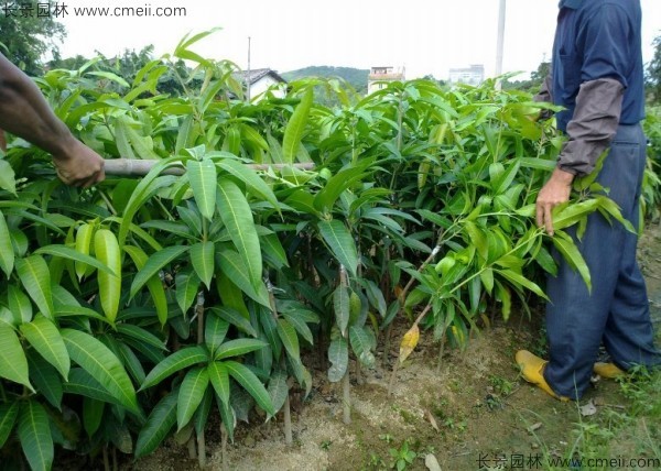 芒果种子几月播种最好？