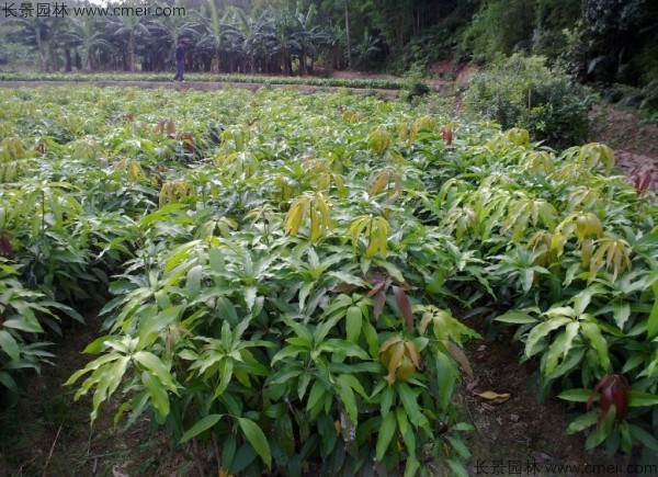 芒果种子几月播种最好？