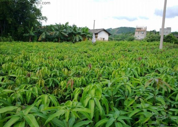 芒果种子几月播种最好？