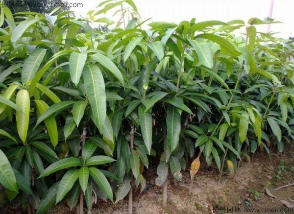 芒果种子几月播种最好？