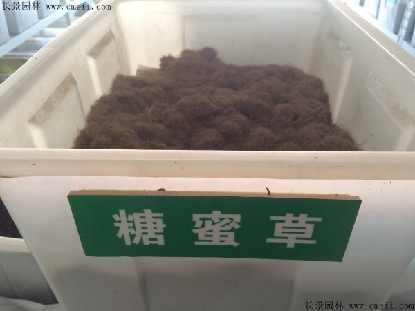 糖蜜草种子几月播种最好？