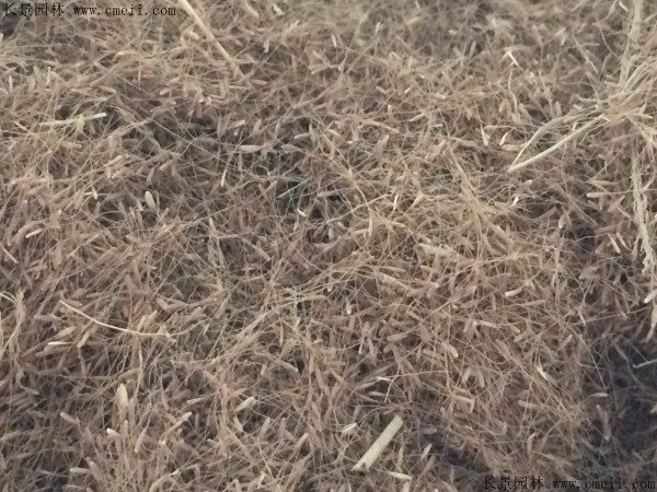 糖蜜草种子几月播种最好？