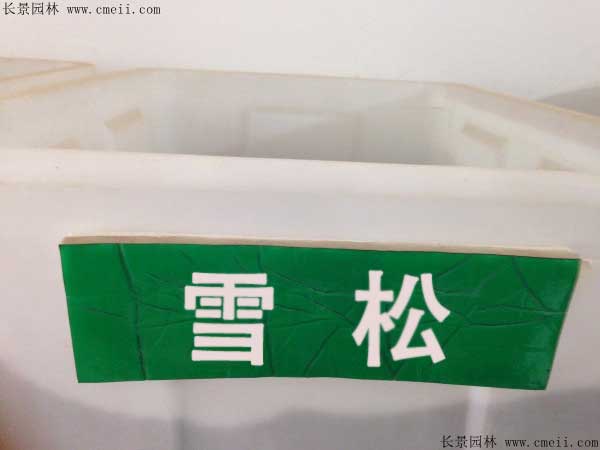 雪松种子什么时候播种最好呢？