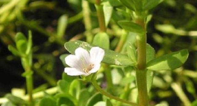 马齿苋是一种野菜，能够间接播种，也能够停止扦插种植