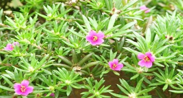 马齿苋是一种野菜，能够间接播种，也能够停止扦插种植