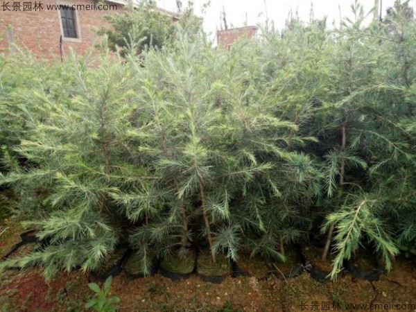 雪松种子什么时候播种最好呢？