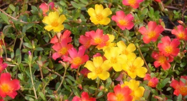 马齿苋是一种野菜，能够间接播种，也能够停止扦插种植