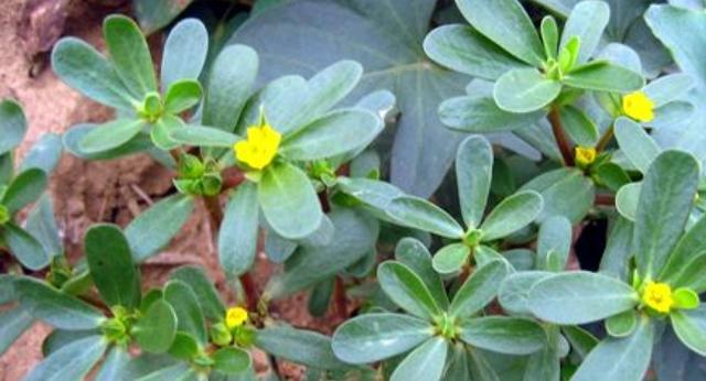 马齿苋是一种野菜，能够间接播种，也能够停止扦插种植