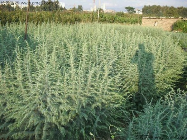 雪松种子什么时候播种最好呢？