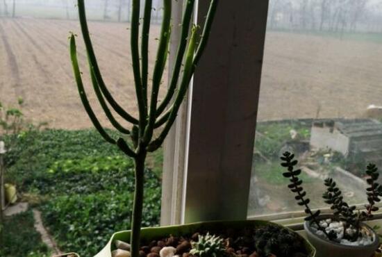 光棍树徒长能砍头吗，多肉光棍树怎么样砍头/砍后直接扦插