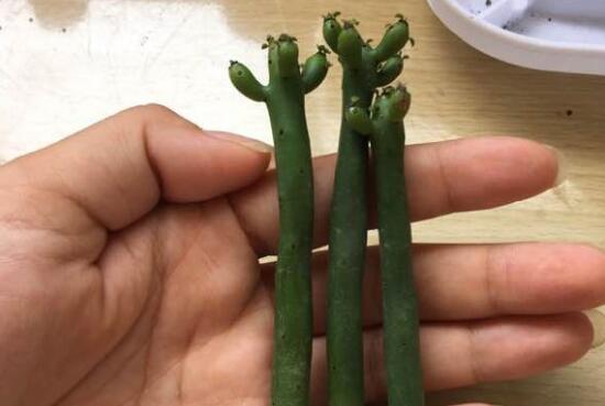 光棍树徒长能砍头吗，多肉光棍树怎么样砍头/砍后直接扦插