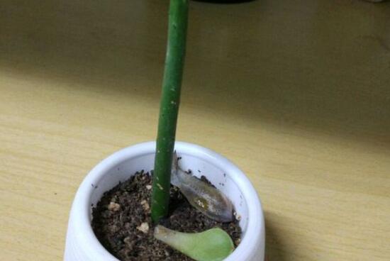 光棍树徒长能砍头吗，多肉光棍树怎么样砍头/砍后直接扦插