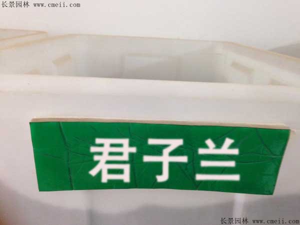 君子兰种子什么时候可以播种？