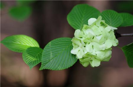 绿植知识–木绣球怎么繁殖