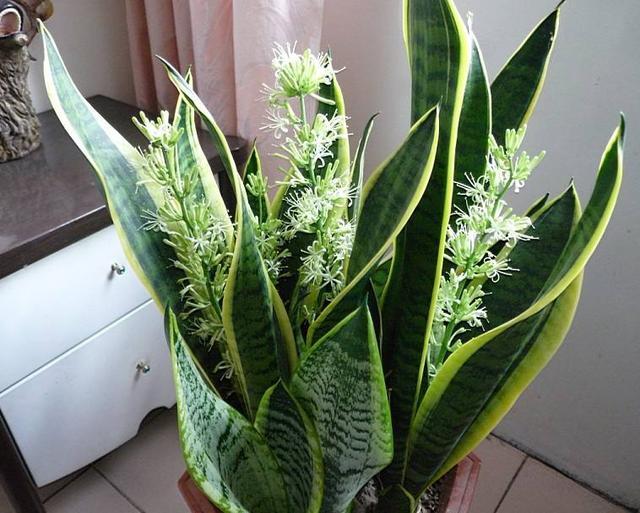 绿植知识–木绣球怎么繁殖