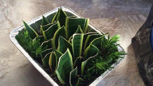 绿植知识–木绣球怎么繁殖