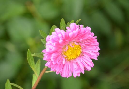 翠菊花怎么播种，翠菊花种子的种植方法/土壤先消毒