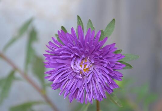 翠菊花怎么播种，翠菊花种子的种植方法/土壤先消毒