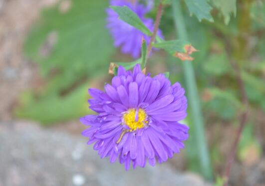 翠菊花怎么播种，翠菊花种子的种植方法/土壤先消毒