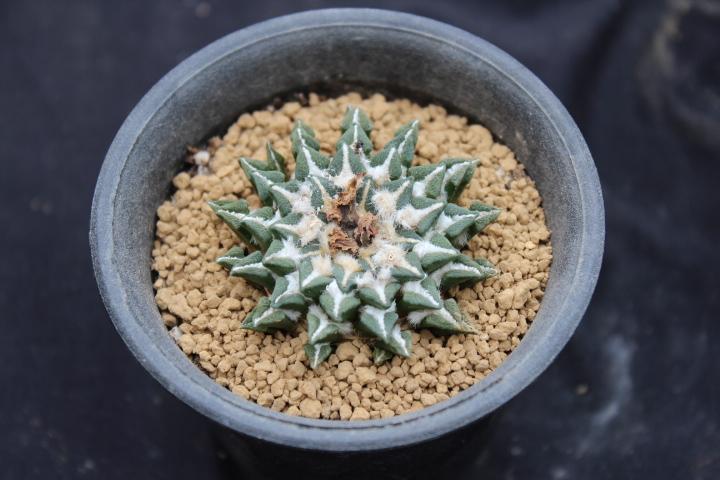 岩牡丹的播种技术