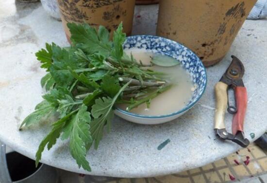 菊花怎么繁殖，菊花常用的四种繁殖方法/扦插分株最实用