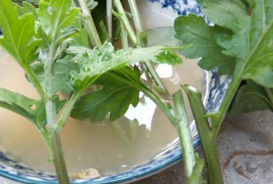 菊花怎么繁殖，菊花常用的四种繁殖方法/扦插分株最实用